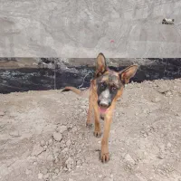فروش دو قلاده سگ ژرمن|سگ|شهرکرد, |دیوار