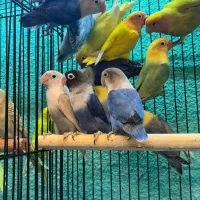 طوطی برزیلی مولد در رنگ های خاص|پرنده|قائمشهر, |دیوار