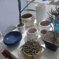 گلدان|حراج|پرند, فاز ۵|دیوار