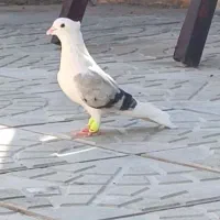 ماده پشتی فسا