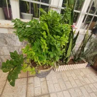 گل طبیعی|گل و گیاه طبیعی|مشهد, نوغان|دیوار