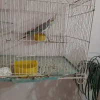 جوجه عروس هلندی و جوجه برزیلی