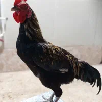 خروس دو رگ