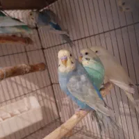 انواع مرغ عشق رنگین کمانی