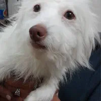 سگ شیتزو خونگی