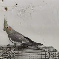 طوطی عروس هلندی نر سینامون