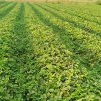 نهال توت فرنگی سابرینا و کاموروس|خدمات باغبانی و درختکاری|خان ببین, |دیوار