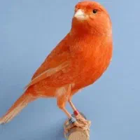 سهره.قناری دم زرداهلی