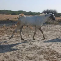 فروش ۲عدد نری