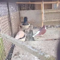 کفتر|پرنده|نیشابور, ابراهیم ادهم|دیوار