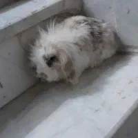 خرگوش لوپ نر بالغ|موش و خرگوش|سبزوار, پاسداران|دیوار