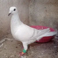 پاکستانی ماده جوانه