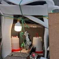 قفس مرغ|لوازم جانبی حیوانات|سنندج, |دیوار