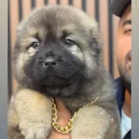 سگ چاو چاو|سگ|زنجان, |دیوار