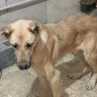 توله سرابی|سگ|گرگان, |دیوار