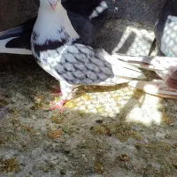 کفتر پرشی|پرنده|گلپایگان, |دیوار