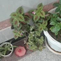 گل‌حسن‌یوسف