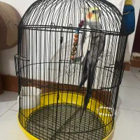 عروس هلندی سخن گو