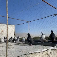 کبوتر،کفتر،پلاکی،سرور،سبز