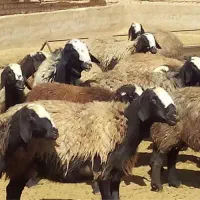 تولید و فروش کنسانتره تخصصی پرواری ،شیری