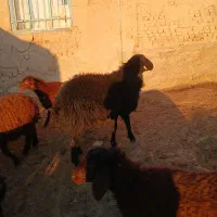 یک راس قوچ همو دوساله  جوان سرحال|حیوانات مزرعه|آبکوه, |دیوار