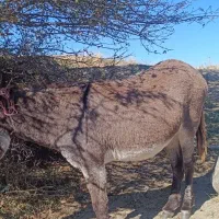 فروشی الاغ جوان|حیوانات مزرعه|قصابه, |دیوار