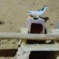 رنگه چپ|پرنده|تربتحیدریه, حاجی یار|دیوار