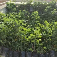 گلدان گل محمدی