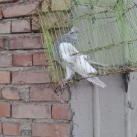 کبوتر کله الماسی