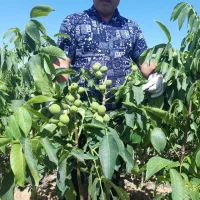 انواع نهال گردو پربار|گل و گیاه طبیعی|قوچان, |دیوار