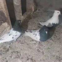 کبوتر نر و ماده کله سیاه