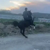 آموزش اسب سواری