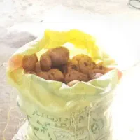 اکیپ هستیم برای دست کردن سیب زمینی