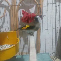 دو تا پرنده خونگی نر بخون سهره دو ماه قفس|پرنده|اسکو, |دیوار