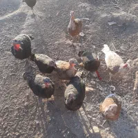 مرغ رسمی تخم گذار|حیوانات مزرعه|قرچک, شهرک صنعتی کارا|دیوار