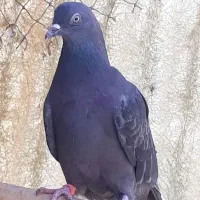 واگذاری کبوتر