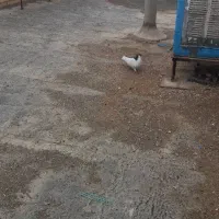 کبوتر|پرنده|شیراز, احمدی جنوبی|دیوار