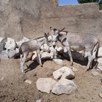 الاغ جوان با کره