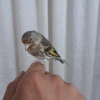 جوجه سهره قناری