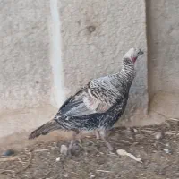 بقلمون ماده