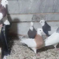 طوقی کلکسیونی ۱۴عدد|پرنده|بیدشهر, |دیوار