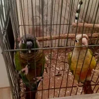 نرماده۱ساله گرینچیک.کارداده|پرنده|خمینی‌شهر, |دیوار