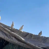 کفتر پرشی  یکجایی نروماده|پرنده|بهارستان, |دیوار