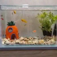 آکواریوم همراه با تجهیزات