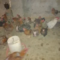 ۱۰عدد بوقلمون نروماده ۴۰عدد مرغ گلپایگانی ۸ماهه|حیوانات مزرعه|فرمهین, |دیوار