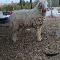 بره قوچ بختیاری اصل اصل میش رون کیلوی و روپا