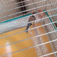 ماده سهره متولدقفس داغسر|پرنده|هرسین, |دیوار