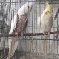 عروس|پرنده|کاشان, فاز ۱ ناجی آباد|دیوار