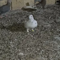 کهنه بوم|پرنده|تربت جام, المهدی|دیوار