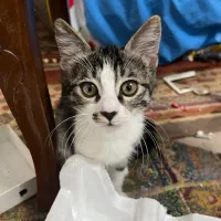 واگذاری ر ایگان گربه. دی اس اچ